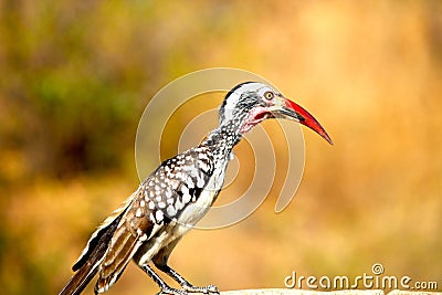 Strange bird Africa red beak Stock Photo