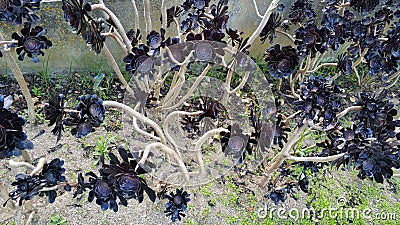 Aeonium arboreum Stock Photo