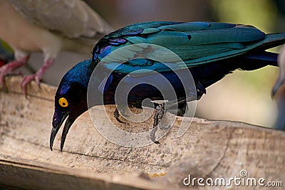 Strange blue bird at the zoo, lamprotornis Stock Photo