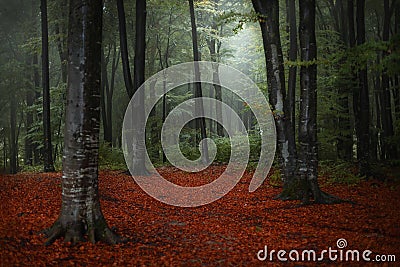 Strange blue light in foggy forest. Fairy tale woods Stock Photo