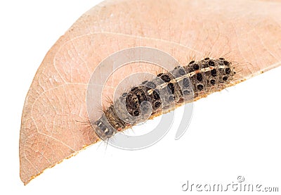 Strange caterpillar with many venomous spines Stock Photo