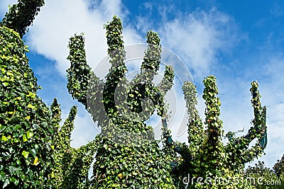 Robot Trees at the Surrealist Garden, Hamilton Gardens, Hamilton, New Zealand, NZ Stock Photo