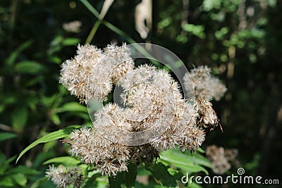 Strange flowers I encountered walking through the woods Stock Photo