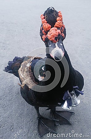 A strange-looking black duck Stock Photo