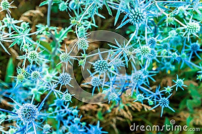 Strange looking blue field plants Stock Photo