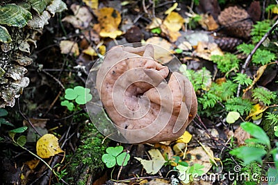Strange mushroom in the autumn forest - Elfin Saddle - Helvella lacunosa Stock Photo