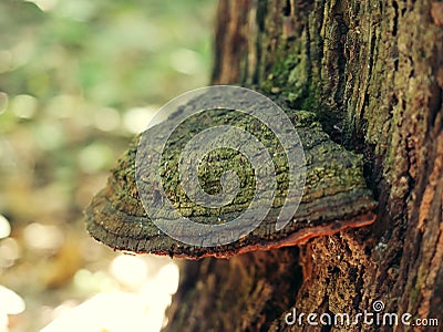 A strange mushroom that grows. Stock Photo