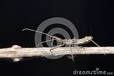 Strange New world assasin bugs, Sinea coronata, Satara, Maharashtra Stock Photo