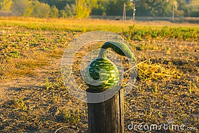 Strange pumpkin like snake Stock Photo