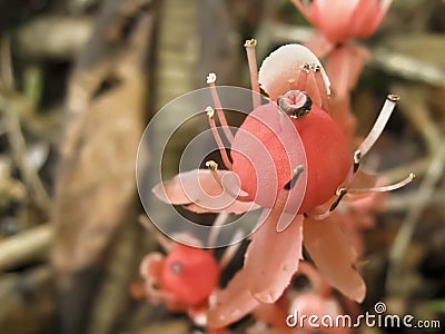 Strange Pumpkin-Shaped Red Flower Stock Photo