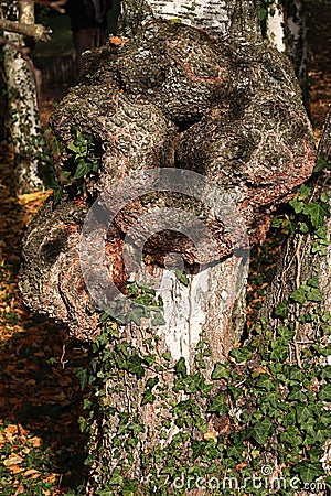 Strange shape on silver birch tree trunk Betula Pendula, possibly fungus called Chaga, latin name Inonotus obliquus Stock Photo