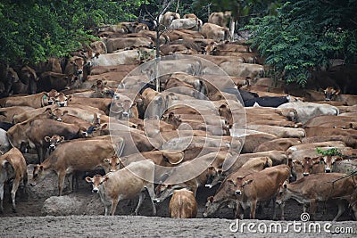 Strange site, cows on a tree lined hill Stock Photo