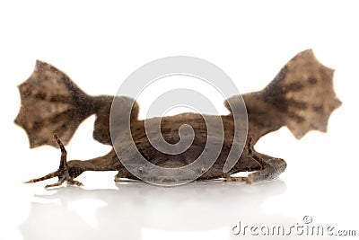 A strange Surinam toad on white backround Stock Photo