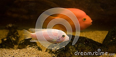 Strange tropical fish Stock Photo