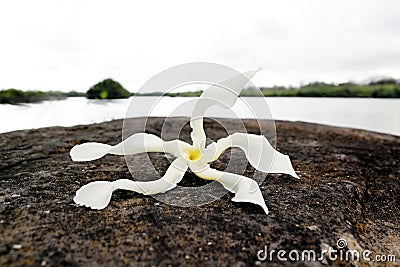 Strange Tropical Flower on a lava Stock Photo