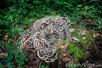 Strange Wild Mushrooms in a severed trunk Stock Photo