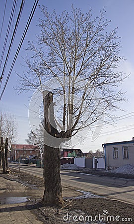 A strangely tree Stock Photo