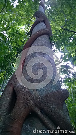 Strangling fig in NSW, Australia Stock Photo