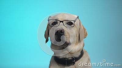 Strano cane genealogico con occhiali che posano su una telecamera, una casa intelligente, pubblicità video d archivio Strano cane genealogico con occhiali che posano su una telecamera, una casa intelligente, pubblicità video d archivio