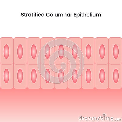 stratified columnar epithelium Cartoon Illustration