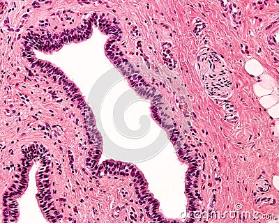 Stratified columnar epithelium Stock Photo