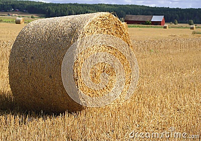 Straw Bale In Field Stock Photo