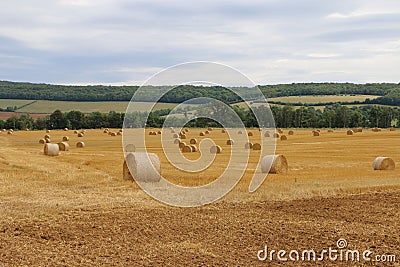 Straw bales in the field Stock Photo