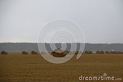 Straw bales on a field in Sweden a rainy autumn day. Stock Photo