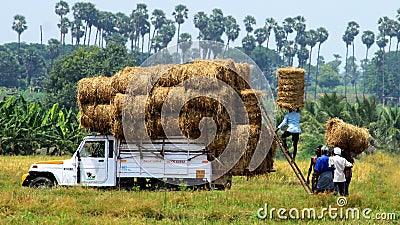 Straw Bundle Transport with Tempo Editorial Stock Photo