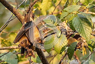 Straw-colored Fruit Bat - Eidolon helvum Stock Photo