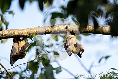 straw coloured fruit bat, eidolon helvum Stock Photo