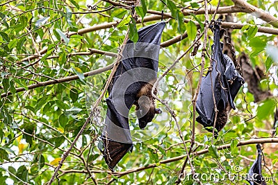 Straw-coloured Fruit Bat - Eidolon helvum, beautiful small mammal from African forests Stock Photo