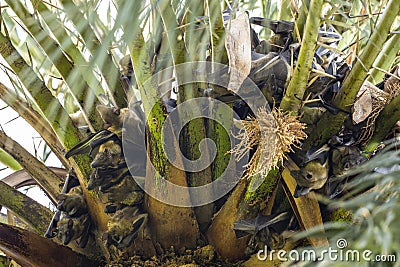 Straw-coloured Fruit Bat, Eidolon helvum. A huge colony of bats on a palm tree Stock Photo