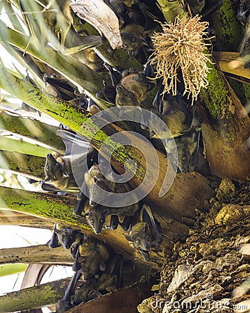 Straw-coloured Fruit Bat, Eidolon helvum. A huge colony of bats on a palm tree Stock Photo