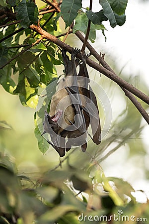 Straw coloured fruit bat, eidolon helvum Stock Photo