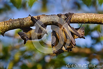 Straw-coloured fruit bat, Eidolon helvum, on the the tree during the evening, Kisoro, Uganda in Africa. Bat colony in the nature, Stock Photo