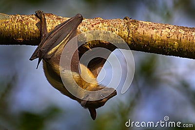 Straw-coloured fruit bat, Eidolon helvum, on the the tree during the evening, Kisoro, Uganda in Africa. Bat colony in the nature, Stock Photo