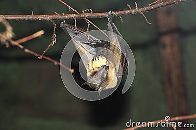 Straw-coloured fruit bat Stock Photo