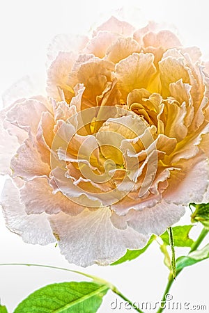 Straw-coloured rose flower isolated on white background Stock Photo