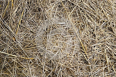 Straw, dry straw, hay straw yellow background texture Stock Photo