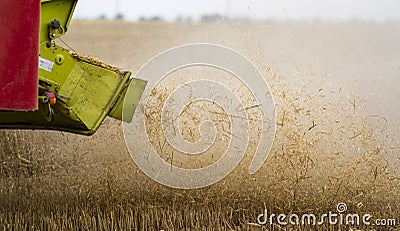 Harvest, Straw falls from the harvester, macro Stock Photo