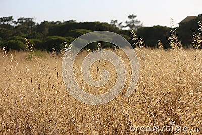 Straw Stock Photo