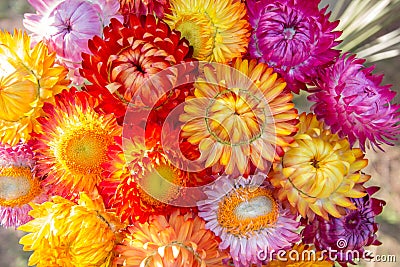 Straw flower or everlasting (Helichrysum bracteatum) Stock Photo