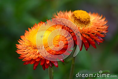 Straw flower or everlasting or paper daisy flower Stock Photo