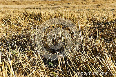 Straw after the harvest Stock Photo