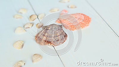 Straw hat and seashells on wooden background.photo with place for text Stock Photo