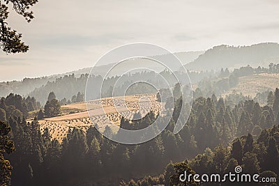 Straw mounds grouped in the field, which surround the forest that is on the slopes of the Nevado de Toluca Stock Photo