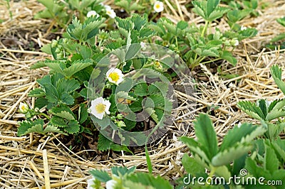 Straw mulch for strawberries plants. Mulching garden strawberries on the garden beds straw to protect against weed germination. Stock Photo