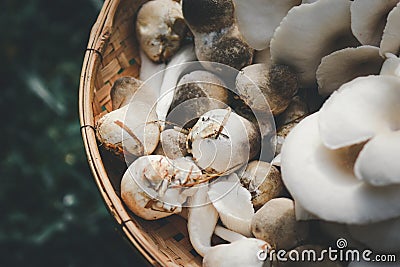 Closeup Straw mushroom in thailand Stock Photo