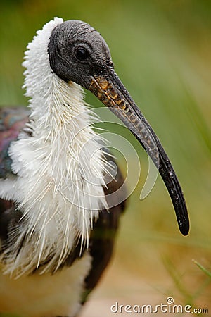Straw-necked ibis, Threskiornis spinicollis, detail portrait of bird from Anustralia. Long bill, dark head, white body. Bird in th Stock Photo